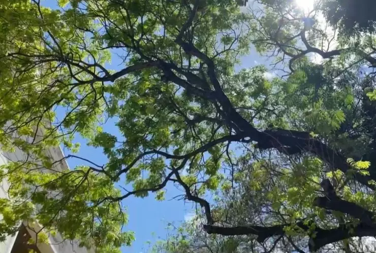 fuerte calor por surada en yucatan