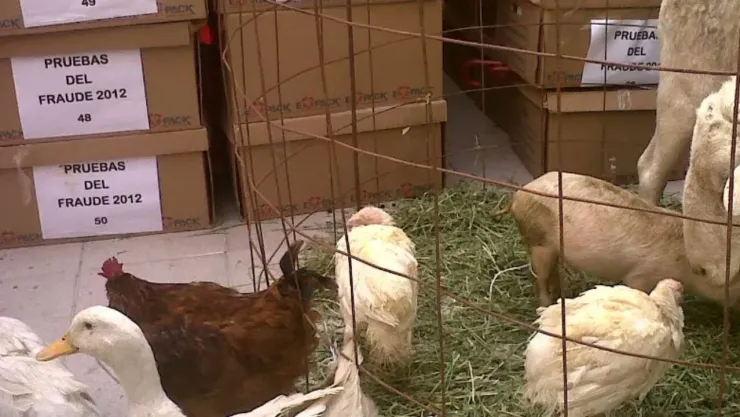 Con patos y ovejas: El día que AMLO usó animales de granja para probar fraude en 2012