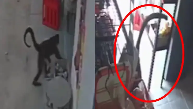 Mono araña ataca a mujer en Chiapas
