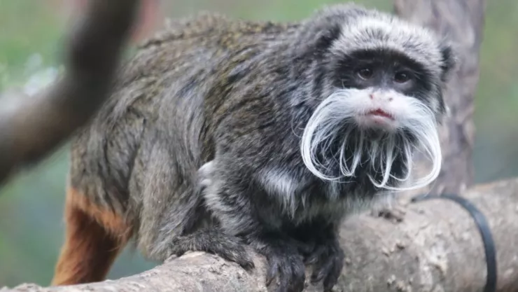 mono tití emperador