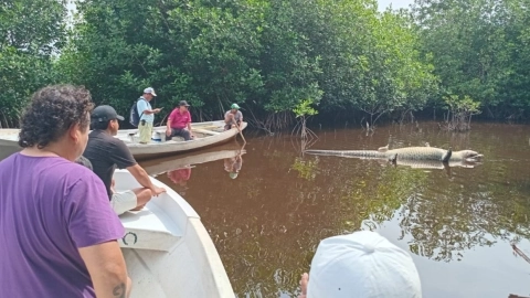 cocodrilo Lucho muerto en el agua, al lado de varias personas en lancha en La Ventanilla, Oaxaca