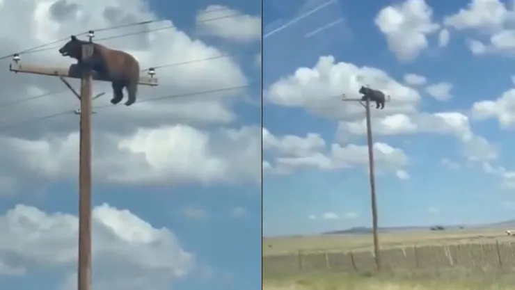 Confirman muerte de oso que quedó atrapado en un poste de electricidad en Nuevo México