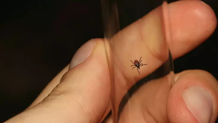 Detectan caso de peligrosa enfermedad causada por la mordedura de garrapata