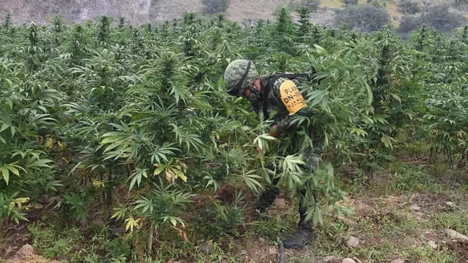 mariguana_sedena_chihuahua
