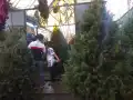 En estos mercados de flores puedes encontrar una gran variedad de nochebuenas a buen precio en la CDMX