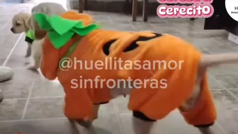 Cereza, la perrita quemada en la explosión de Iztapalapa.jpg