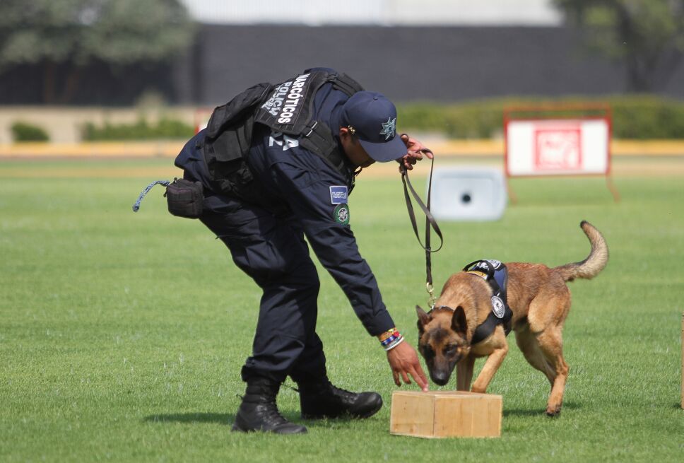 Unidad Canina de la Policía Federal cumple 30 años de servicio