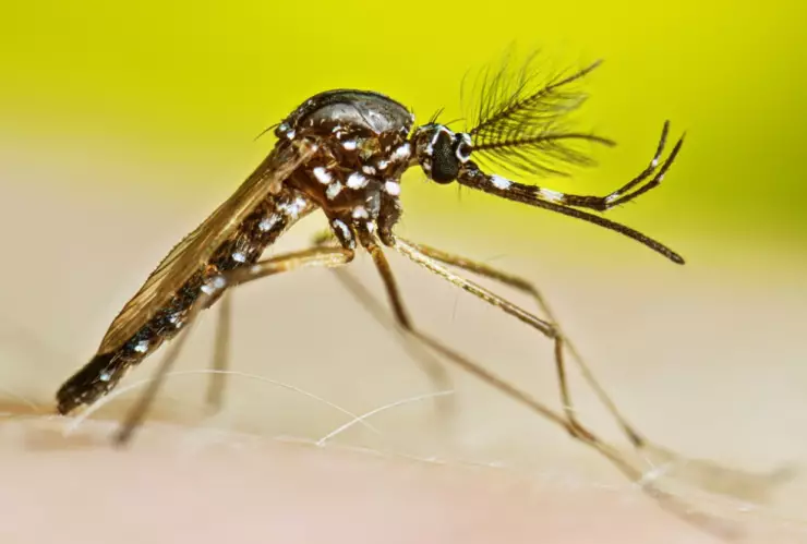 Dengue