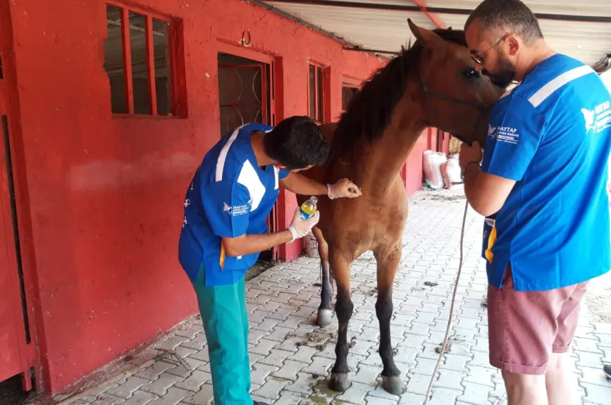 HAYTAP recoge a animales heridos por los incendios en Turquía