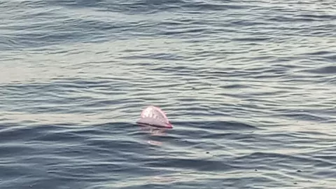 ¡Cuidado! Fragata portuguesa amenaza las costas de Cozumel