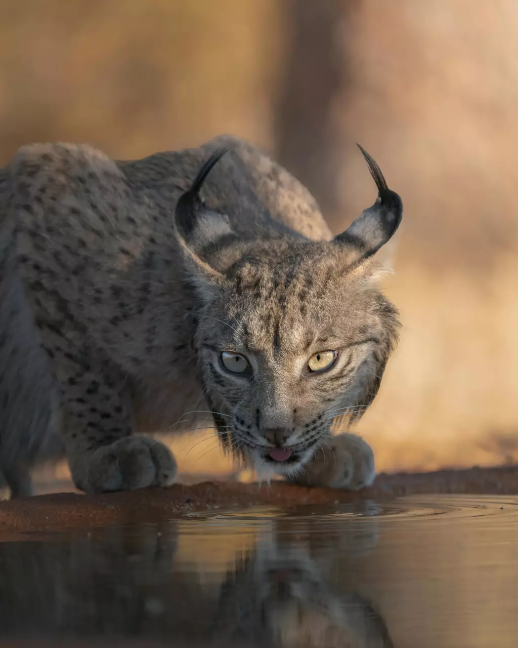 ¡Buenas noticias! Estos animales ya no están en peligro de extinción