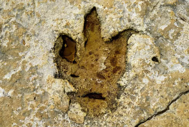 Descubren en Bolivia el mayor sitio de huellas de dinosaurio del mundo, con hasta 66 millones de años