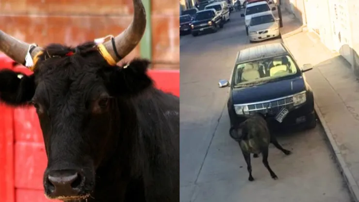 Video: toros sueltos provocan caos y pánico en San Felipe, Guanajuato