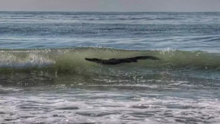 Avistamiento de cocodrilo en Acapulco alerta a turistas y habitantes.jpg