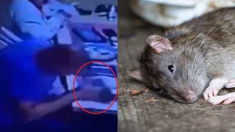 cae rata encima de comensal