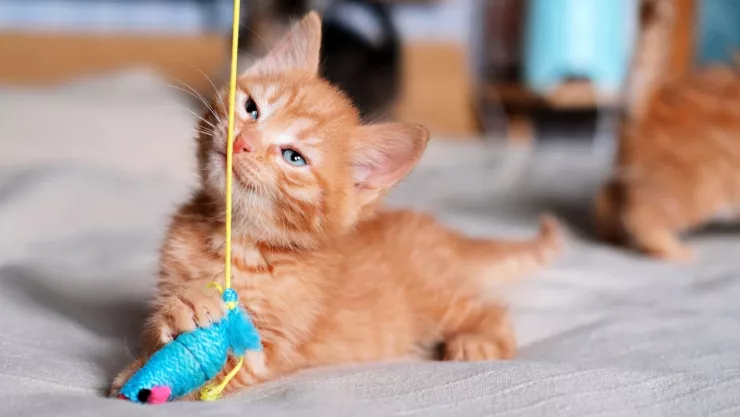 Bazar, rifas y más en el Michykon