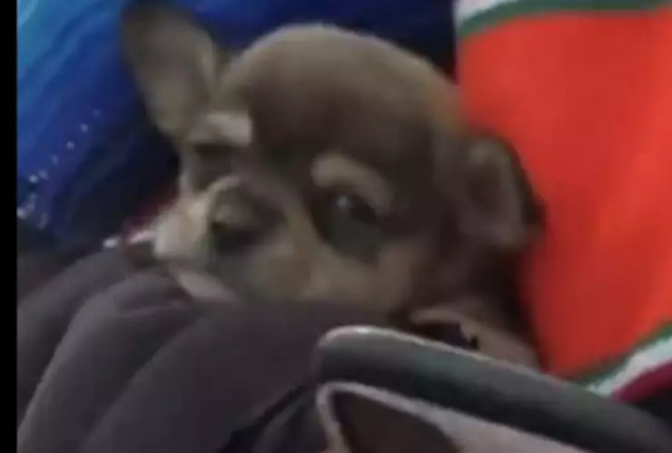 Perrito en la línea de Tijuana