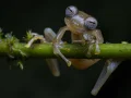 Jaime caminó durante cuatro horas para llegar a este lugar, decidido a compartir su pasión por las ranas de cristal. Se emocionó al ver a uno comiendo una araña, sus ojos como mosaicos relucientes. Con una serenata de un coro de ranas bajo una lluvia torrencial, reclamó la primera imagen de esta especie alimentándose.