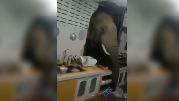 elefante_tailandia_comida