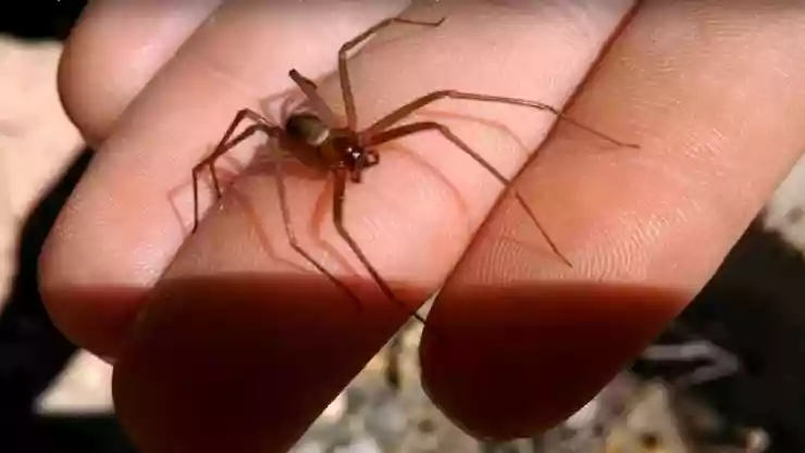 CONFIRMADO_ Inicia la temporada de araña violinista 2025 en Yucatán y México; ¿cómo la identifico y en qué lugares de la casa viven