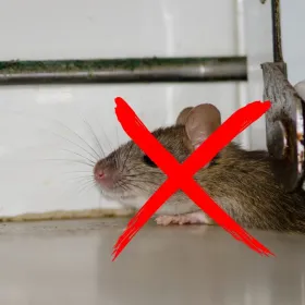 Cómo evitar que los roedores entren en tu casa: 6 medidas seguras y efectivas