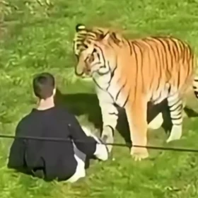 Tigre ataca a hombre en el Yorkshire Wildlife Park de Inglaterra