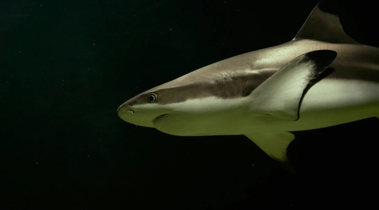 ¿Qué pasó con el ataque de tiburón en Israel?