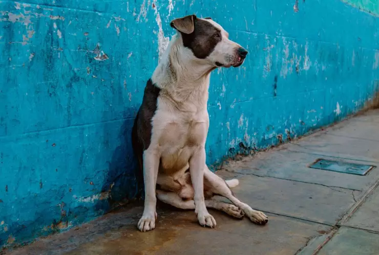envenenan perritos Naucalpan con pollo rostizado