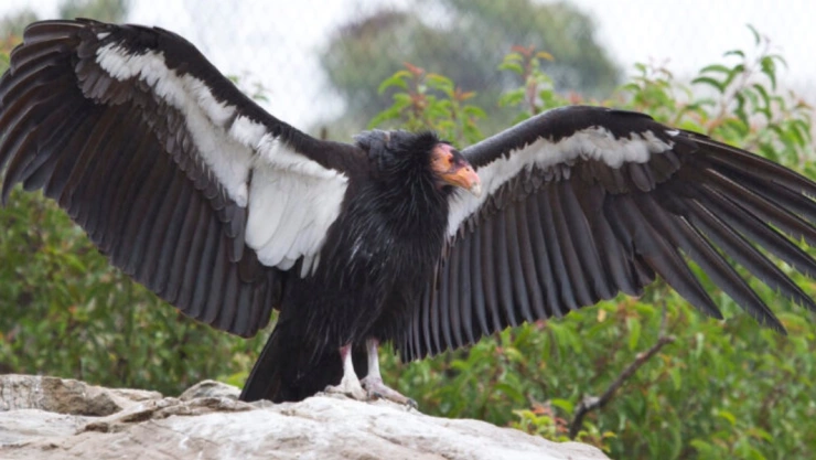 condores de california reproducirse