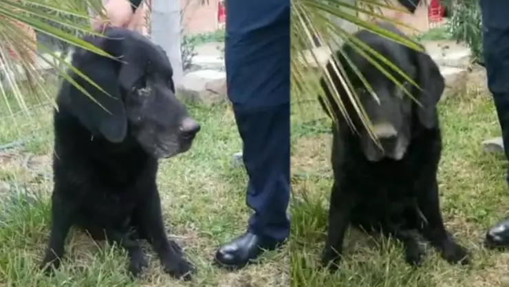 Encuentran a Max, perrito rescatista de los Bomberos de Tijuana