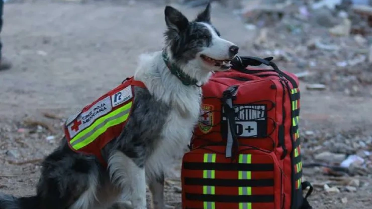 rescate perrito Balam en Turquía