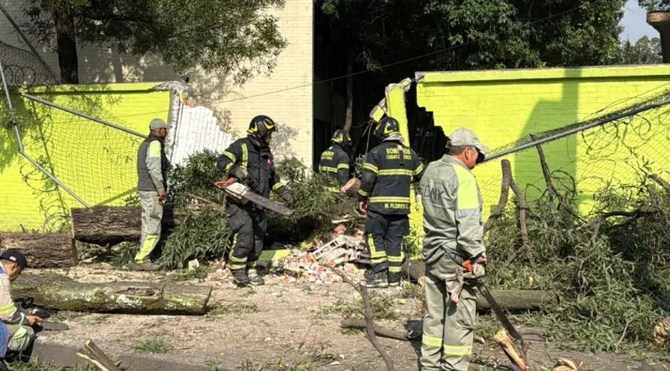 Cae enorme árbol sobre una primera en Coyoacán; así luce la zona