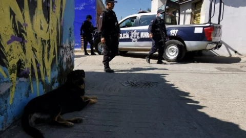 Perro pasea brazo humano por calles de Oaxaca.