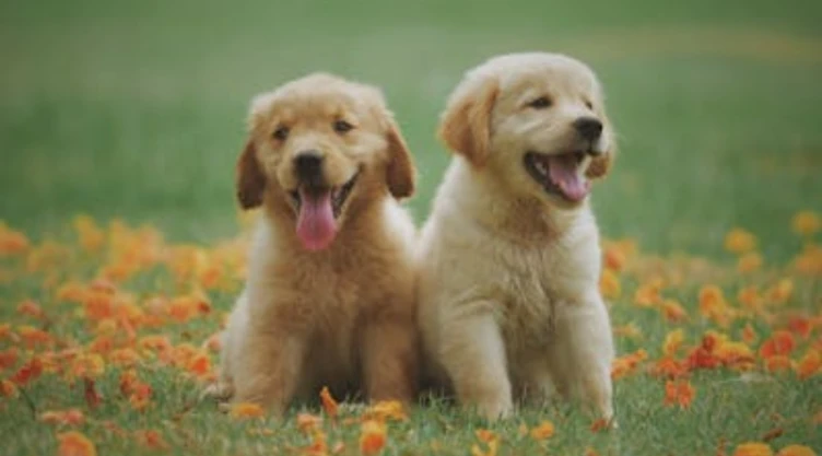 RUAC_ Fecha límite para tramitar la nueva CURP para mascotas