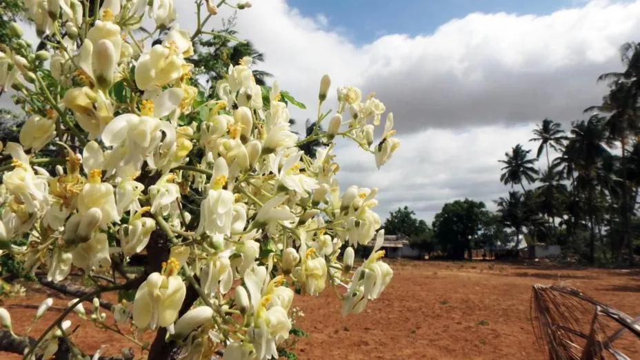 Moringa_ UNAM-DGCS.jpg