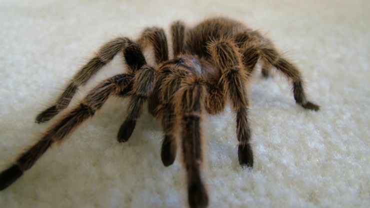 Tarántula