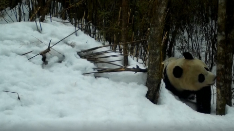 pandas gigantes
