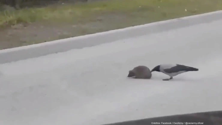 erizo cruza ayuda pájaro.jpg