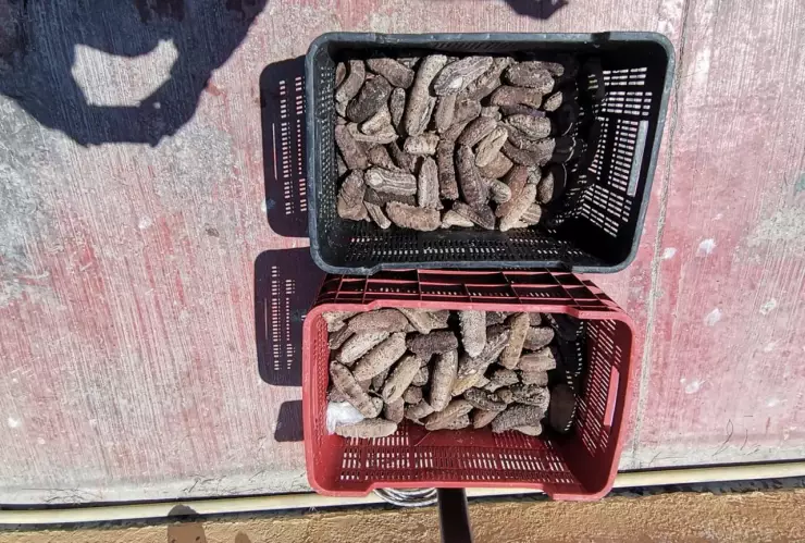 Confirman importante decomiso de pepino de mar en Dzilam de Bravo.jpeg