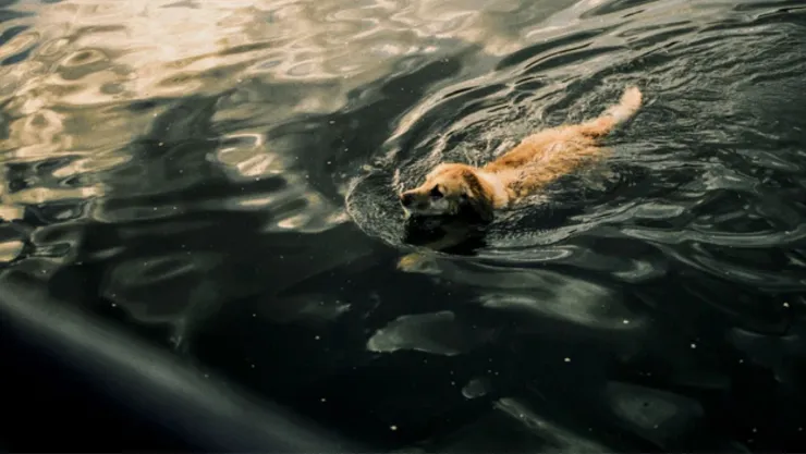 Perro en agua