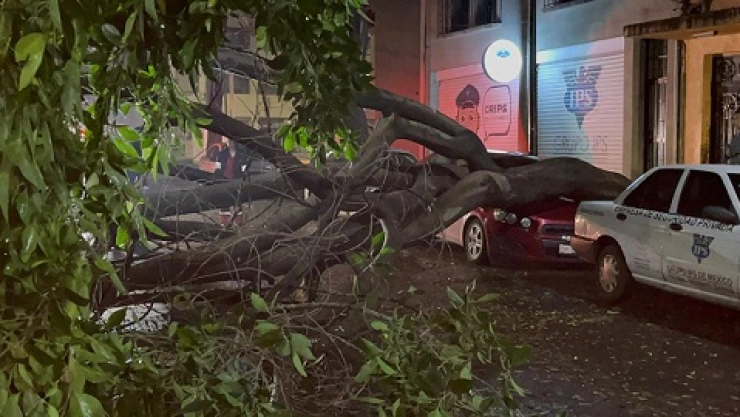 caída_árbol_colonia_juárez1.jpg