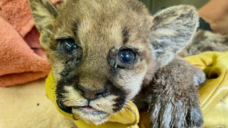 Cachorro de Puma