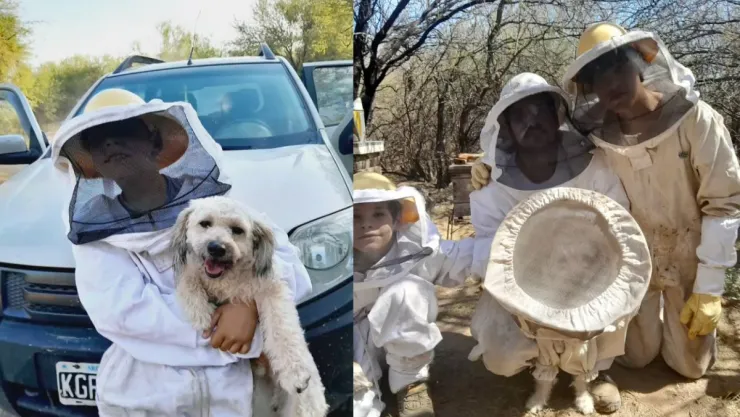 Perrito apicultor se hace viral en redes sociales al usar su traje contra las abejas | VIDEO