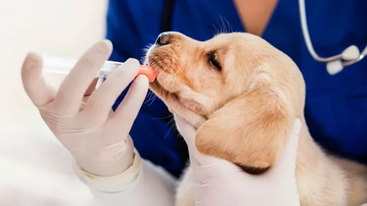 CDMX tendrá campaña de esterilización y vacunación gratuita