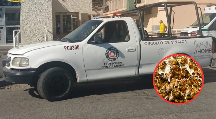 Se lanzó al agua para sobrevivir: Enjambre de abejas ataca a una niña de 9 años en la playa El Maviri, Sinaloa