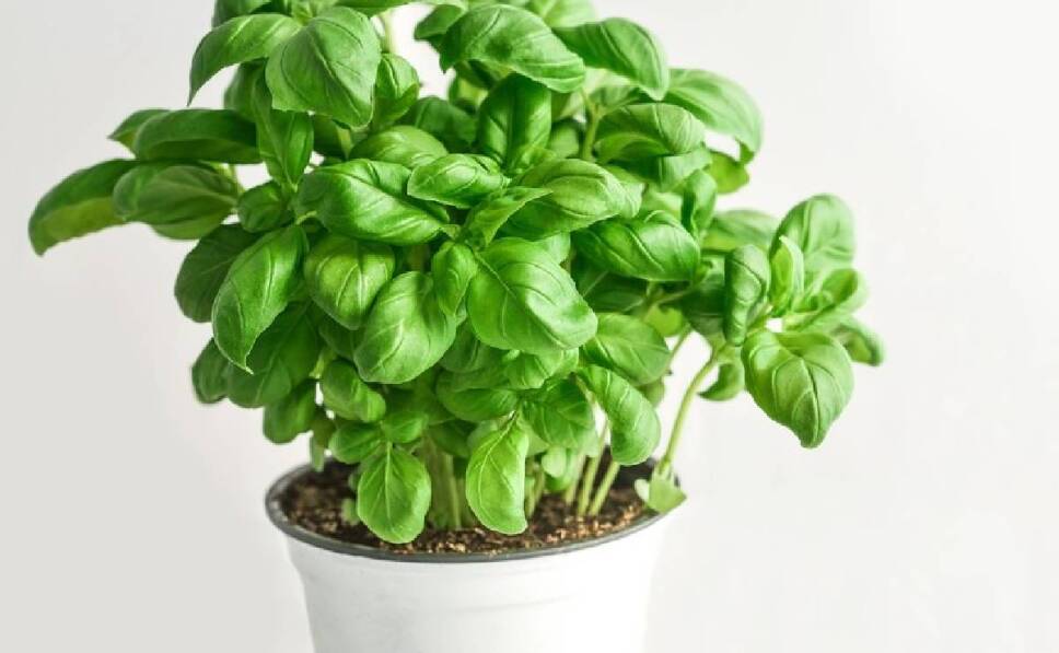 Conoce la planta para repelar las moscas en tu casa (4)