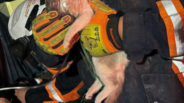 Rescate de gatito.jpeg