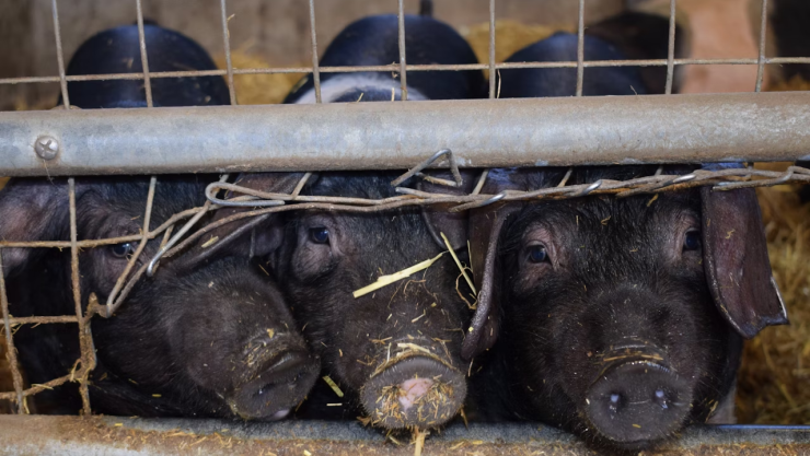 ¡Alarma en California! Están apareciendo cerdos salvajes con carne de color azul 