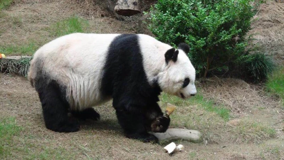 Panda gigante