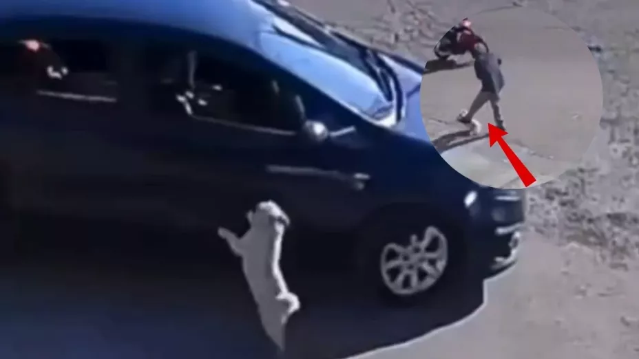 ABANDONAN PERRITO EN COL. LIBERTAD